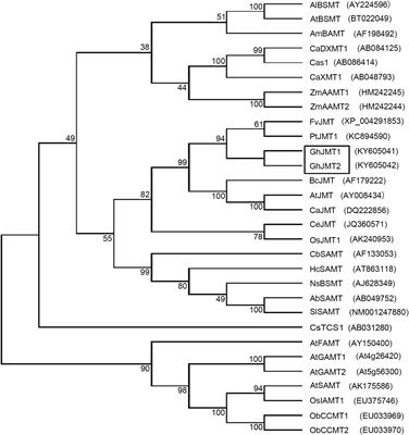 Two jasmonic acid carboxyl methyltransferases in Gossypium hirsutum involved in MeJA biosynthesis may contribute to plant defense